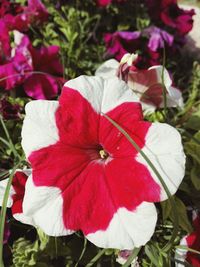 Close-up of pink flowers