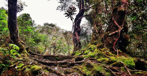 Trees growing in forest