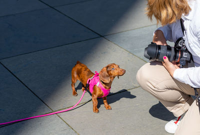 Low section of woman with dogs on floor