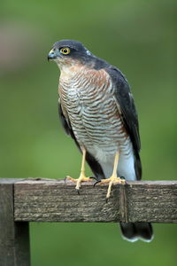 Close-up of bird perching on wooden post