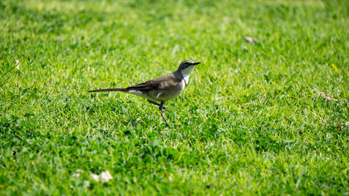 Bird perching on grass