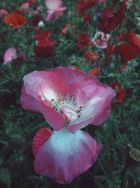 Close-up of flowers