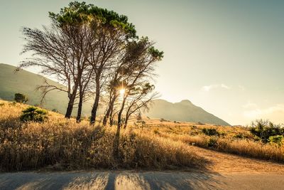 Trees with hills behind and the sun setting