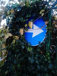 Close-up of paper hanging on tree