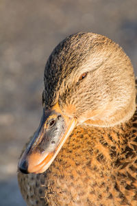 Close-up of a bird