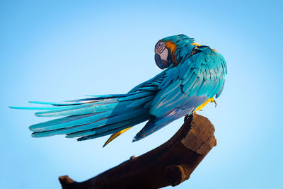 Blue macaw parrot bird is on a big timber, turn body to look behind and show beautiful feather 