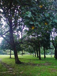 Trees in park