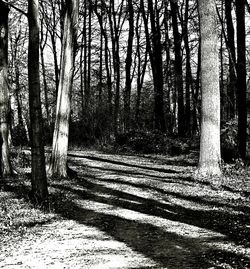 Full frame shot of trees