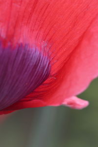Close-up of red flower