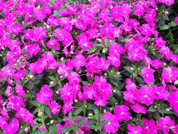 Pink flowers blooming outdoors