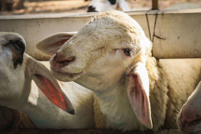 Close-up of cow