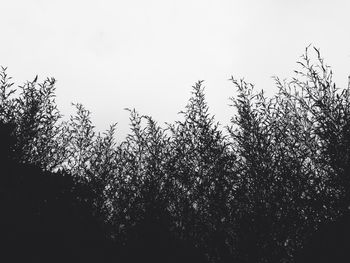 Low angle view of bare trees against sky