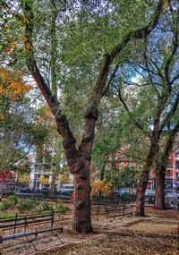 Trees in park during autumn