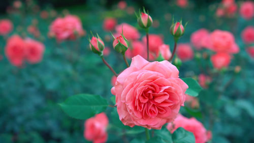 Close-up of pink rose