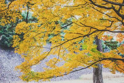 Leaves on tree trunk