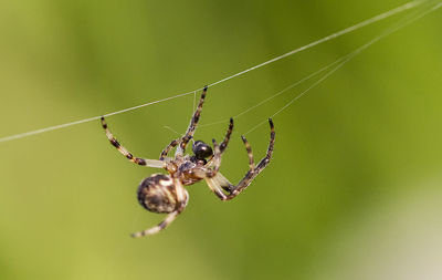 Close-up of spider on web