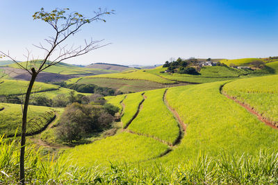 Scenic view of agricultural field against sky