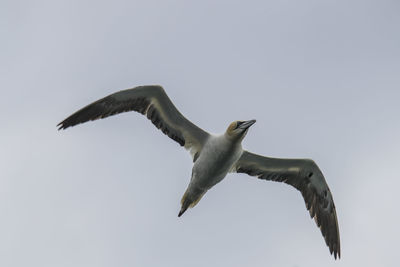 Low angle view of gannet flying against clear sky