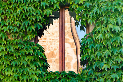 Ivy covered wall with reflection on window