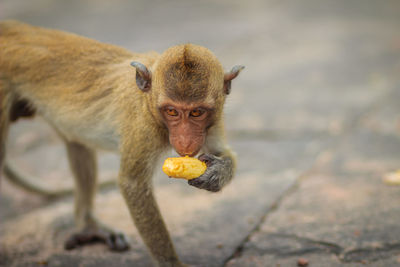 Close up of banana eating fruit