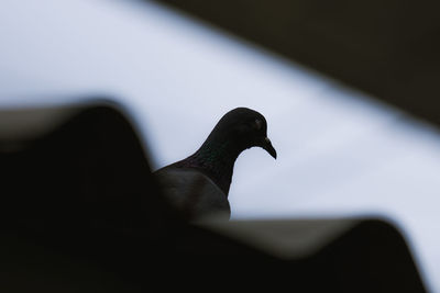 Low angle view of bird perching