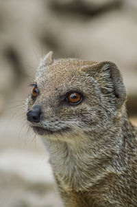 Close-up of an animal