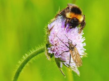 Close-up of insects on flower