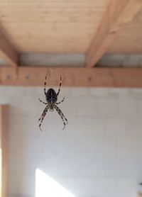 Close-up of spider on web