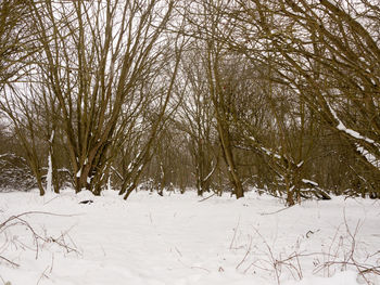 Bare trees on snow covered landscape