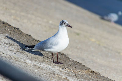 bird