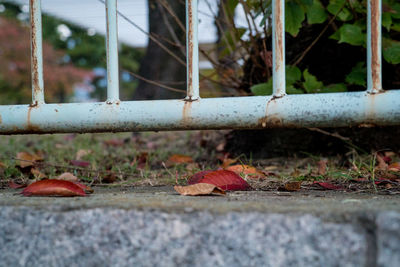 Surface level of dry leaves fallen on railing