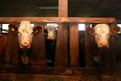 Portrait of cow in shed