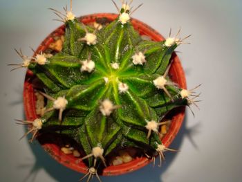 Close-up of succulent plant