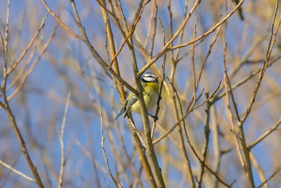 Bird perching on branch