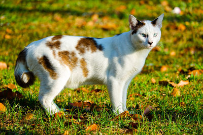 Portrait of cat on field