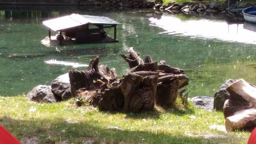 Bird on field by water