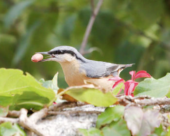 Close-up of bird perching on plant