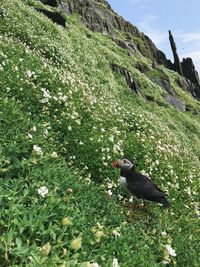 Bird perching on a field