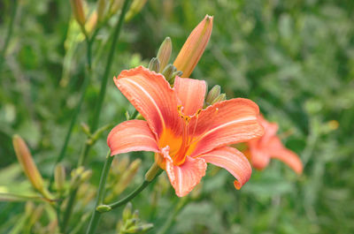 Close-up of orange day lily