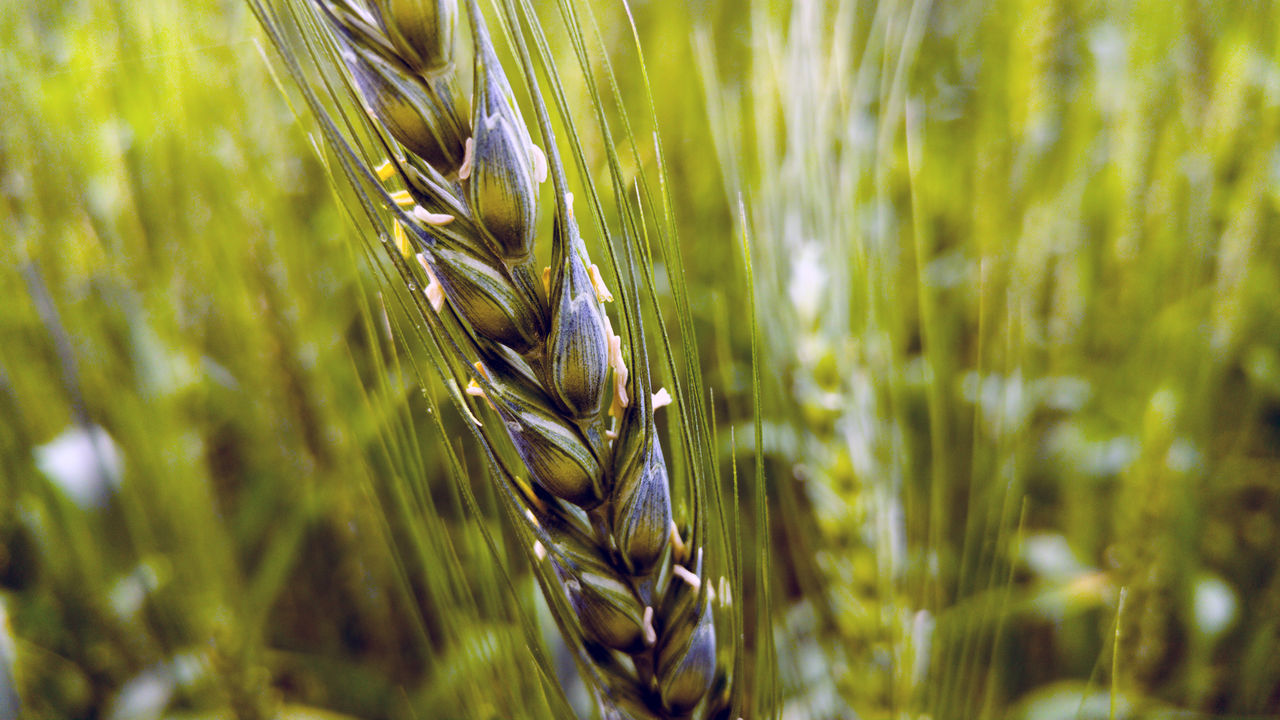 CLOSE-UP OF STALKS IN FIELD