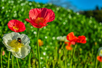 Close-up of honey bee on red poppy flowers