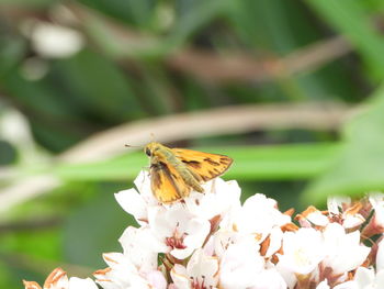 Close-up of butterfly pollinating on flower