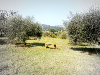 Scenic view of agricultural field against sky