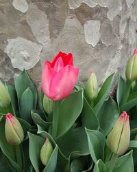 Close-up of pink tulips