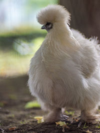 Close-up of a bird on field