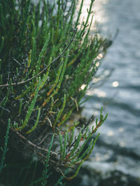 Close-up of wet plant