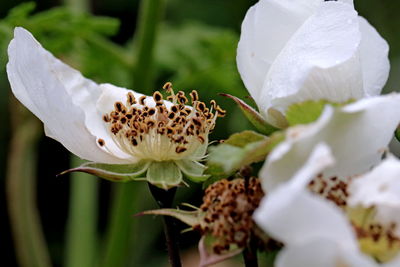 Close-up of white flowering plant