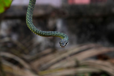 Green snake hanging on a tree branch