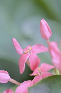 Close-up of pink flowering plant