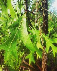 Close-up of plant